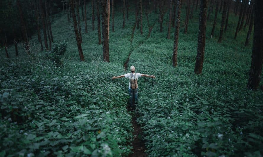 Shinrin-yoku – japońska sztuka leśnych kąpieli